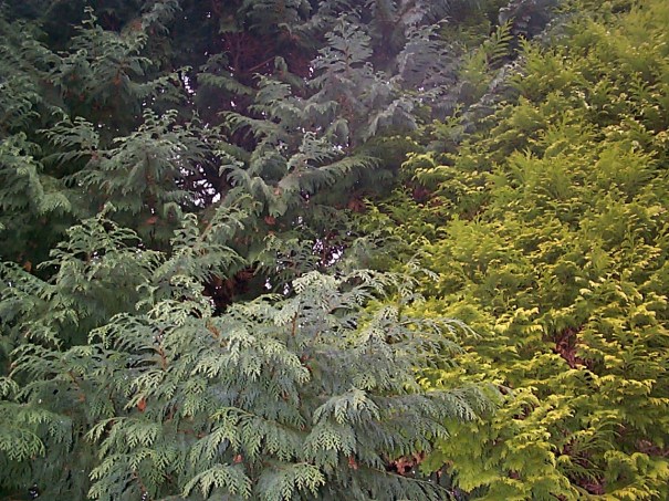 Image of green nature